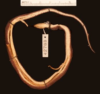 Media type: image;   Herpetology R-42788